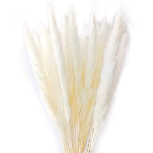 Product Cover Dongliflower 50 Pcs Natural Dried Small Pampas Grass, Reed Plume,Phragmites Communis,Wedding Flower Bunch, 24