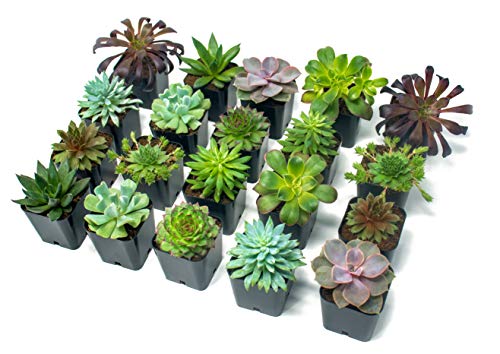 Product Cover Succulent Plants (20 Pack) Fully Rooted in Planter Pots with Soil | Real Live Potted Succulents / Unique Indoor Cactus Decor by Plants for Pets