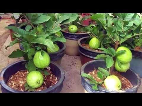 Product Cover Vamsha Nature Care Live Dwraf Seedless Honey Guava Fruit Plant