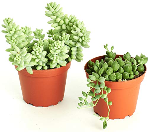 Product Cover Shop Succulents Selected String of Pearls & Burrito Sedum Variety Hanging Collection of Live Succulent Plants, Hand Se, 2