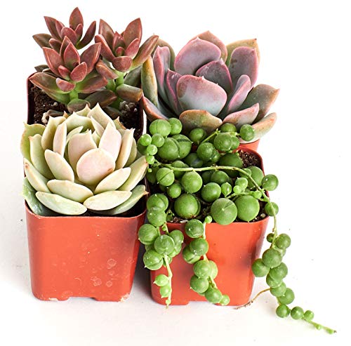 Product Cover Shop Succulents | Good Juju Collection of Live Succulent Plants with Free Gift Crystal, Hand Selected Variety Pack of Mini Succulents | Collection of 4