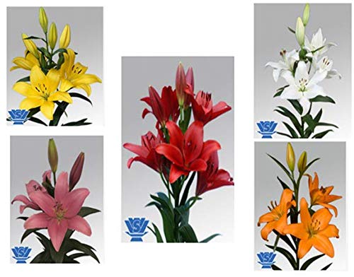 Product Cover Urban Gardens Asiatic Lily/Lilium Bulbs (Pack Of Five Varieties) Buy With Urban Gardens For Best Results