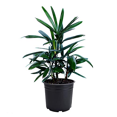 Product Cover AMERICAN PLANT EXCHANGE Lady Palm Rhapis Excelsa Indoor/Outdoor Air Purifier Live Plant, 6