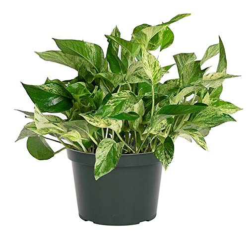Product Cover AMERICAN PLANT EXCHANGE Marble Queen Pothos Indoor/Outdoor Air Purifier Live Plant, 6