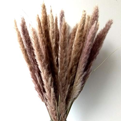Product Cover Dongliflower 60 Pcs Natural Small Pampas Grass, Dried Reed Plumes, Phragmites Communis,Wedding Decorative Flower Bunch, 24