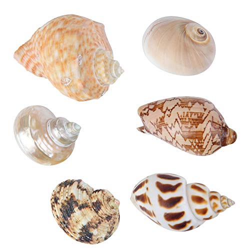 Product Cover Large Hermit Crab Shells for Adult Crabs,6 Pack Different Types Natural Seashells No Painted Changing Shells Growth Shell,1 to 2 inch Opening Width