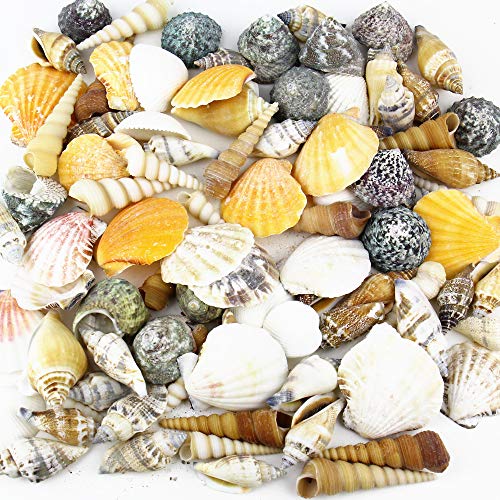 Product Cover CYS EXCEL Approx 100 sea Shells, Sized at 0.75