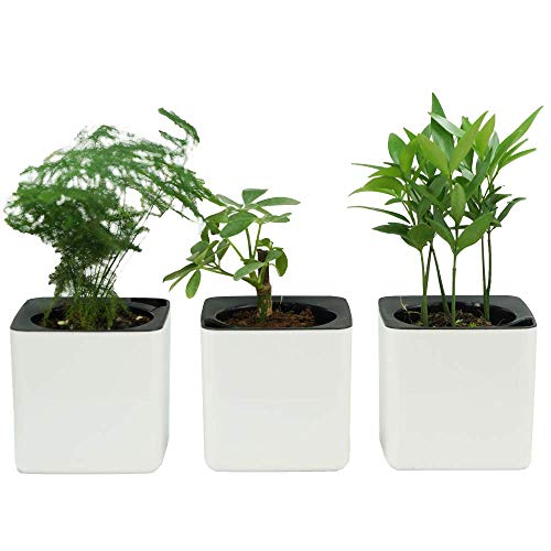 Product Cover 4 inch Self Watering Planter Foolproof Indoor Home Garden Modern Decorative Pot for Potting Smaller House Plants Herbs Succulents or Start Seedlings Set of 3 (White)