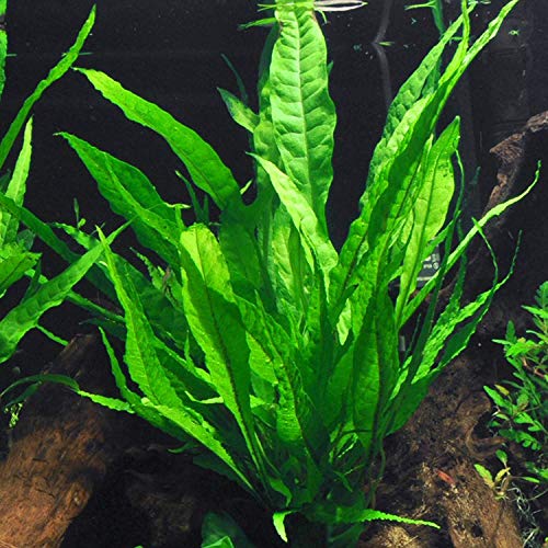 Product Cover Java Fern Bare Root | Microsorum Pteropus - Low Light Freshwater Aquarium Plant