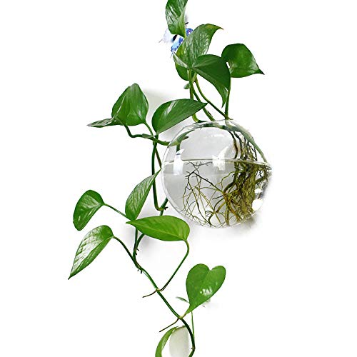 Product Cover Orimina Pack of 1 Glass Planters Wall Hanging Planters Round Glass Plant Pots Hanging Air Plant Pots Flower Vase Air Plant Terrariums Wall Hanging Plant Container, 4.7 Inch