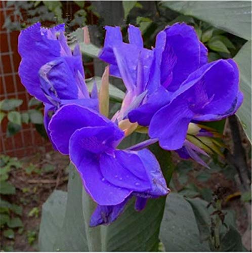 Product Cover Portal Cool 20Pcs Blue Canna Lily Flower Seeds, Beautiful Flower Seeds, Rare Flower
