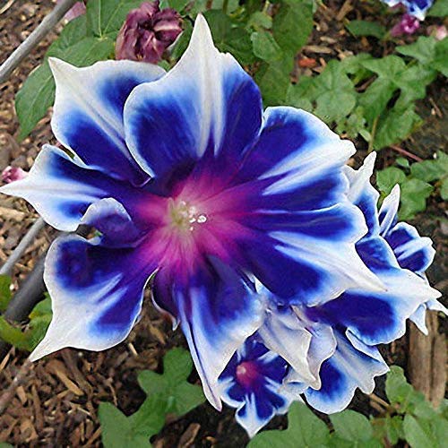 Product Cover 100pcs/pack Morning Glory Seeds Beautiful Perennial Flowers Seeds for Garden qc