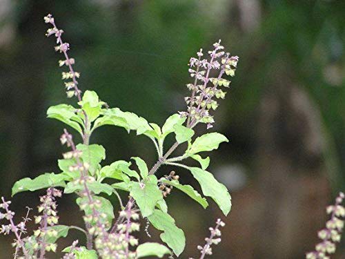 Product Cover 50 Seeds: Indian holy Organic tulsi Basil Seeds Home Made for Plants ayurvedic