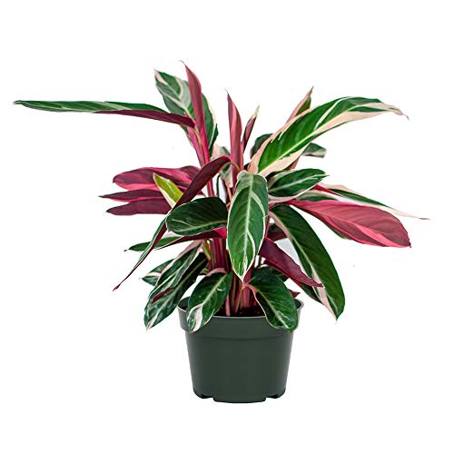 Product Cover AMERICAN PLANT EXCHANGE Tricolor Stromanthe Easy-to-Grow Live Prayer Plant, 6