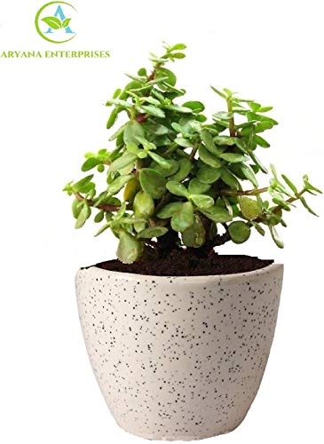 Product Cover Aryana enterprises Good Luck Jade Plant in Round Dew Ceramic Pot