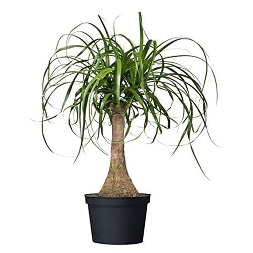 Product Cover AMERICAN PLANT EXCHANGE Ponytail Palm Single Trunk Live Plant, 6