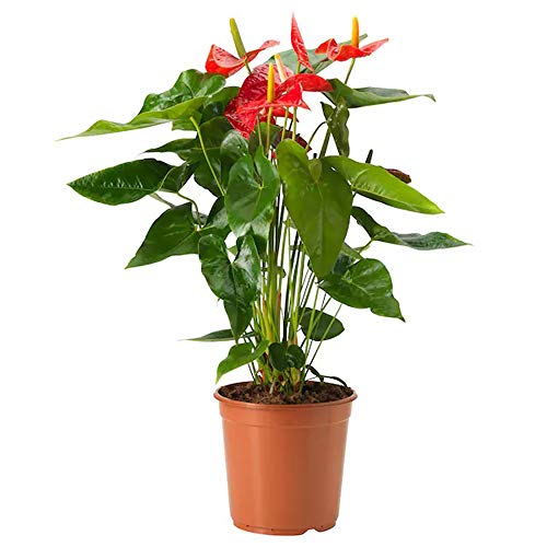 Product Cover AMERICAN PLANT EXCHANGE Red Anthurium Flamingo Flower Indoor/Outdoor Live Plant, 6