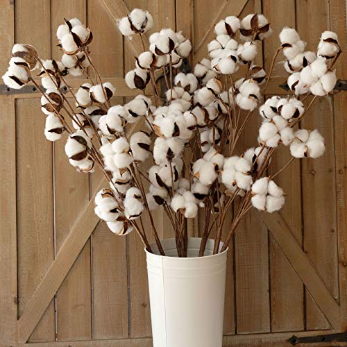 Product Cover idyllic Pack of 6 Cotton Stems - 31 Inches Tall - 12 Cotton Bolls Per Stem Real Elastic Cotton Stalk Rustic Floral for Home Decor Wedding Centerpiece Farmhouse Style