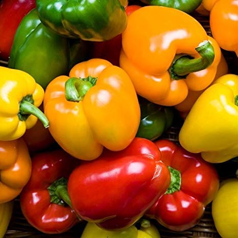 Product Cover Rainbow Blend Sweet Bell Pepper Seeds, 50+ Premium Heirloom Seeds,So Much Fun!! A Must Have for Your Home Garden! (Isla's Garden Seeds), Non GMO, 85-90% Germination Rates, Seeds