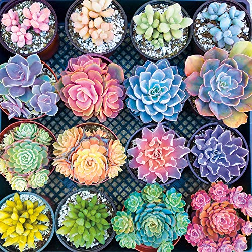 Product Cover Buffalo Games - Photography - Sweet Succulents - 300 Large Piece Jigsaw Puzzle