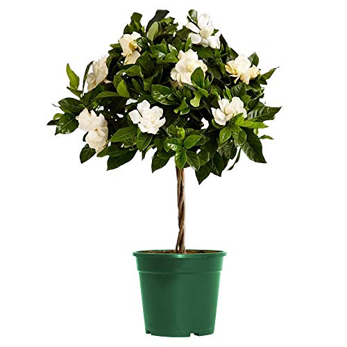 Product Cover AMERICAN PLANT EXCHANGE Mini Gardenia Tree Veitchii Live Plant, 6