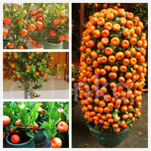 Product Cover Creative Farmer Live Plant Orange Live Plant - High Yielding Hybrid Israel Orange Dwarf Tropical Fruit Plant Plant (1 Healthy Live Plant)