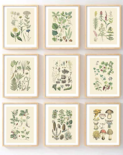 Product Cover Ink Inc Botanical Prints Woodland Plants Set of 9 5x7 Home Decor Wall Art Wildflower Mushrooms Fern Trees Berries