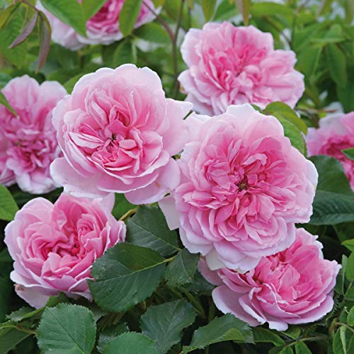 Product Cover Green Paradise Live Pink Scented Creeper Rose Plant