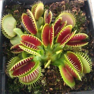 Product Cover 100Pcs Catchfly Potted Plant Seeds Garden Venus Fly Trap Insectivorous Plant - Gardening Seeds - 100 x Egrow Catchfly Seeds