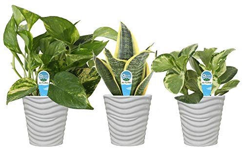 Product Cover Costa Farms Clean Air 3-Pack O2 for You Live House Plant Collection, White Decor Planter