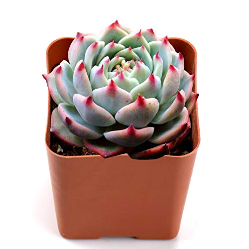 Product Cover Succulent Echeveria Chihuahuaensis, Lotus Like Succulent in 2