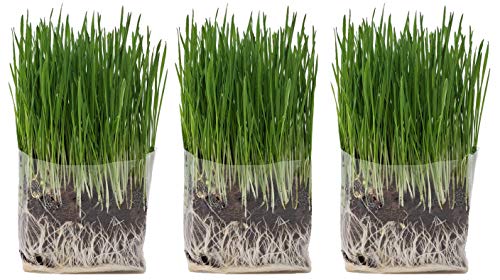 Product Cover Compostable Cat Grass Grow Bag Kit, 3 Pack, All Organic, Just add Water. Made in The USA