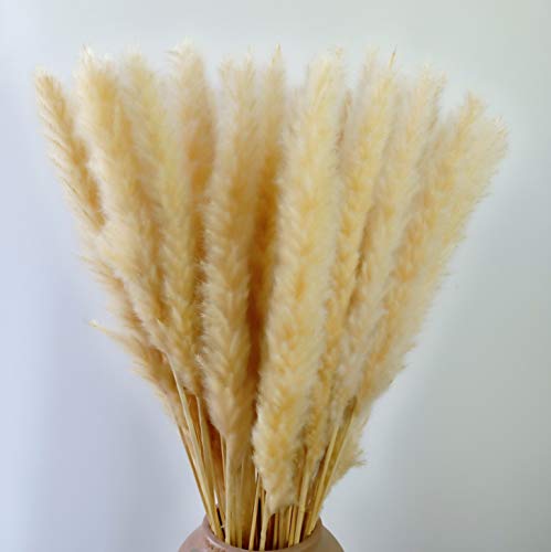 Product Cover Feather Small Pampas Grass Bunch,Natural Dried Reed Plumes for Wedding Decor (Light Yellow)