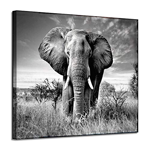 Product Cover Canvas Wall Art Elephant Picture: African Animals Graphic Artwork Painting Print for Wall Decor(16''x12'')