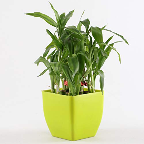 Product Cover Ferns N Petals 2 Layer Bamboo Plant in Yellow Plastic Pot