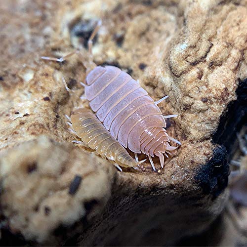 Product Cover Live Insects Powder Orange Isopods for Sale Cleanup Crew for Terrarium Reptile Bedding and Snake Bedding Porcellio pruinsosus