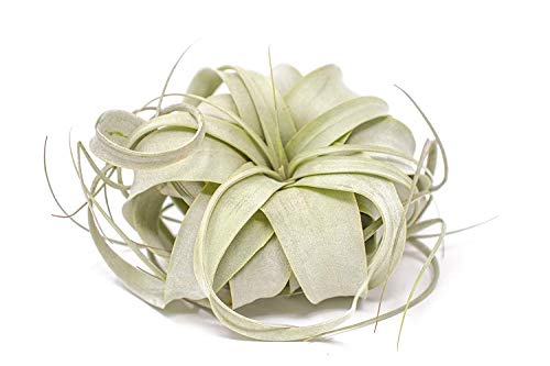 Product Cover 1 Tillandsia Xerographica Air Plant | Live Tropical Houseplant Decor for Terrarium Holder / Wedding Favors | Large Exotic Airplant by Plants for Pets