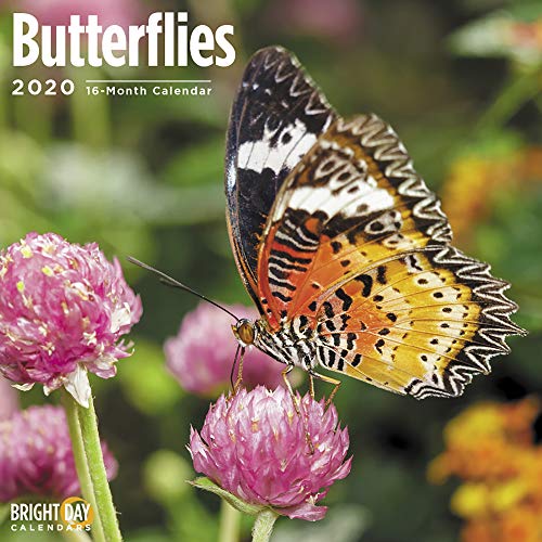 Product Cover 2020 Butterflies Wall Calendar by Bright Day, 16 Month 12 x 12 Inch, Beautiful Animals