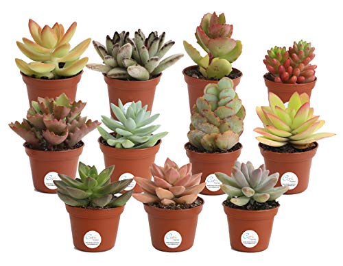 Product Cover Costa Farms Unique Succulents Indoor Plants 11-Pack, Grower's Choice, 2-Inches Tall
