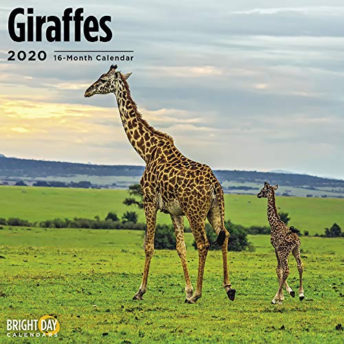 Product Cover 2020 Giraffes Wall Calendar by Bright Day, 16 Month 12 x 12 Inch, Safari Wild Animal Collection