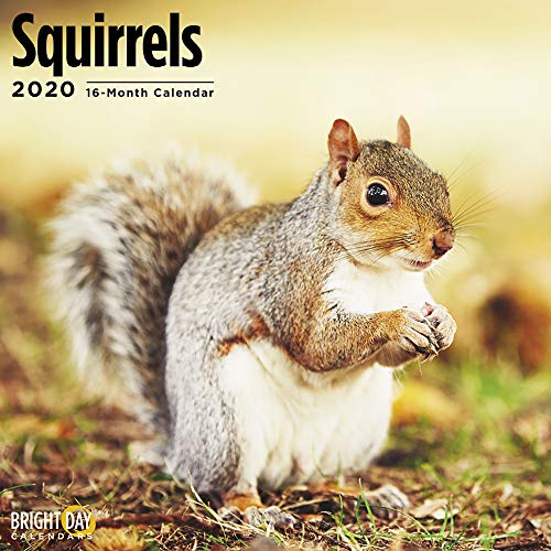 Product Cover 2020 Squirrels Wall Calendar by Bright Day, 16 Month 12 x 12 Inch, Cute Woodland Critter Wild Animal