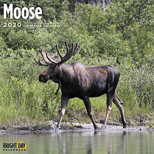 Product Cover 2020 Moose Wall Calendar by Bright Day, 16 Month 12 x 12 Inch, Majestic Animal Forest Hunting Tracks and Bears