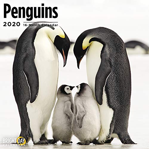 Product Cover 2020 Penguins Wall Calendar by Bright Day, 16 Month 12 x 12 Inch, Cute Funny Snow Animal