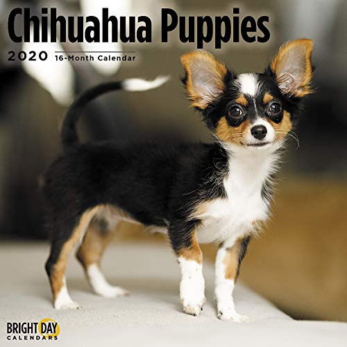 Product Cover 2020 Chihuahua Puppies Wall Calendar by Bright Day, 16 Month 12 x 12 Inch, Cute Dogs Puppy Animals Chi Chi Small Lap Canine
