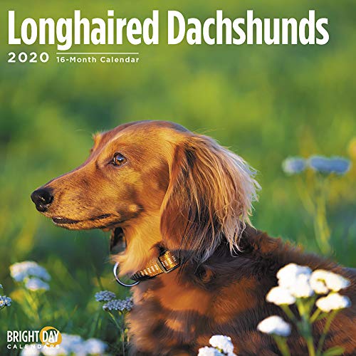 Product Cover 2020 Longhaired Dachshunds Wall Calendar by Bright Day, 16 Month 12 x 12 Inch, Cute Dogs Puppy Animals Teckel Dackel Doxie Wiener Hotdog Badger