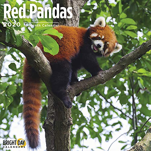 Product Cover 2020 Red Pandas Wall Calendar by Bright Day, 16 Month 12 x 12 Inch, Cute Bear Jungle Animal