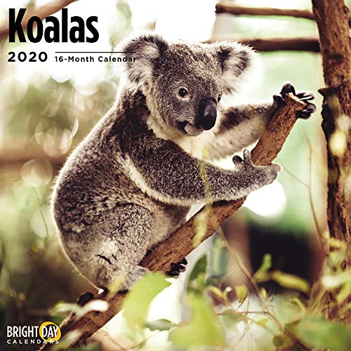 Product Cover 2020 Koala Bears Wall Calendar by Bright Day, 16 Month 12 x 12 Inch, Cute Forest Animals