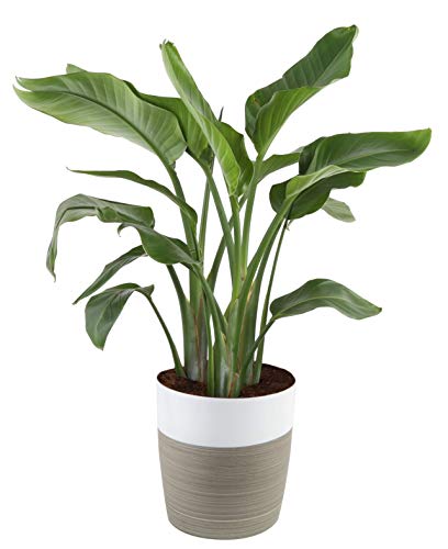 Product Cover Costa Farms White Bird of Paradise Strelitzia nicolai, Indoor Plant in in Décor Planter, 3 to 4-Feet Tall, Natural