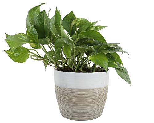 Product Cover Costa Farms Devil's Ivy Golden Pothos White-Natural Decor Planter Live Indoor Plant, 10-Inches Tall, Fresh from Our Farm