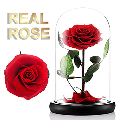 Product Cover moxuan Beast Rose, Real Red Rose, Gift for Her Galentines Day, Valentines Day, Mothers Day, Anniversary, Birthday Gift